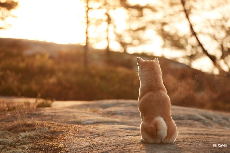 собака, сиба, шиба, сиба-ину, Карелия, рассвет, желтый Манюня в лучах рассвета в Карелииphoto preview