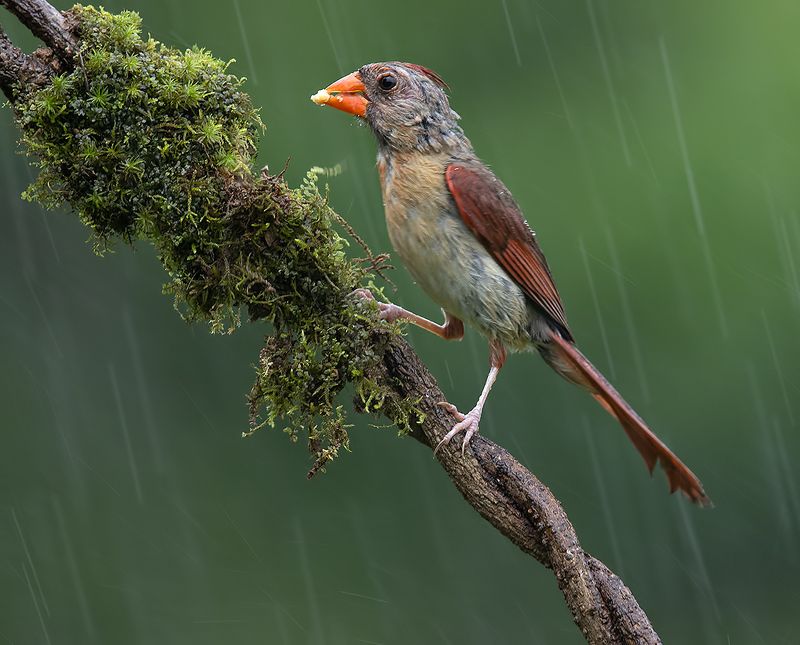 красный кардинал, northern cardinal, cardinal,кардинал Female Northern Cardinal - Красный кардинал, самка фото превью