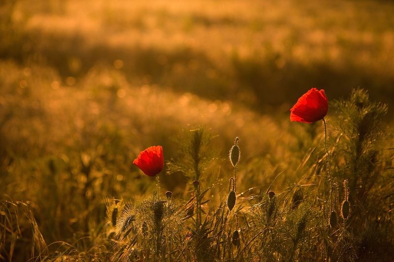 Poppies on the headlandphoto preview