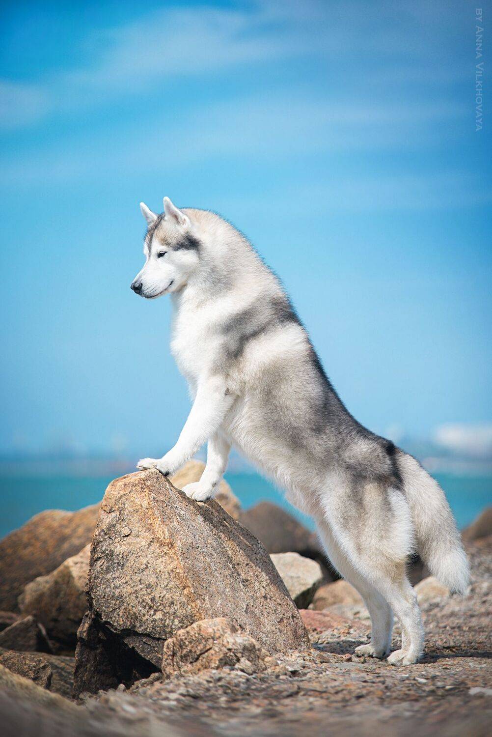 , Анна Вильховая