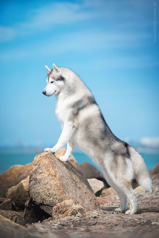 The Kingphoto preview