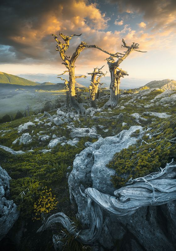 Back to my rootsphoto preview