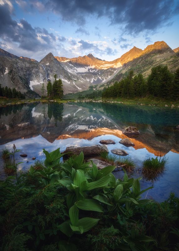 алтай, горный алтай, республика алтай, усть-коксинский район, катунский хребет, крепкие озера, озеро крепкое, чемерица, чемерица лобеля, можжевельник, горное озеро, утро в горах, горный хребет, тайга, кедрачи, лето на алтае, летний алтай Чемеричное утроphoto preview