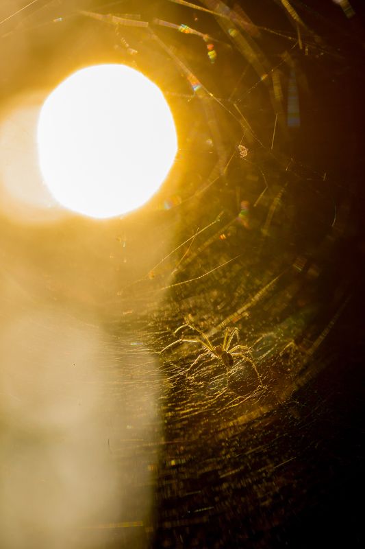 паук паутина солнце макро Солнце паукаphoto preview