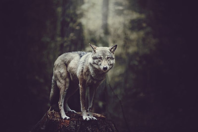 волк, волчица, осень, лес, хищник, wolf, forest, animal, wild Волчицаphoto preview