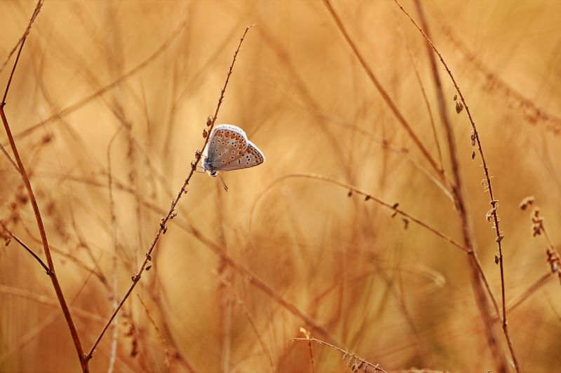 Августовская жараphoto preview