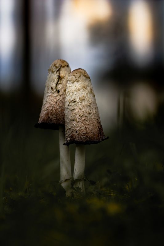 Навозник белыйphoto preview