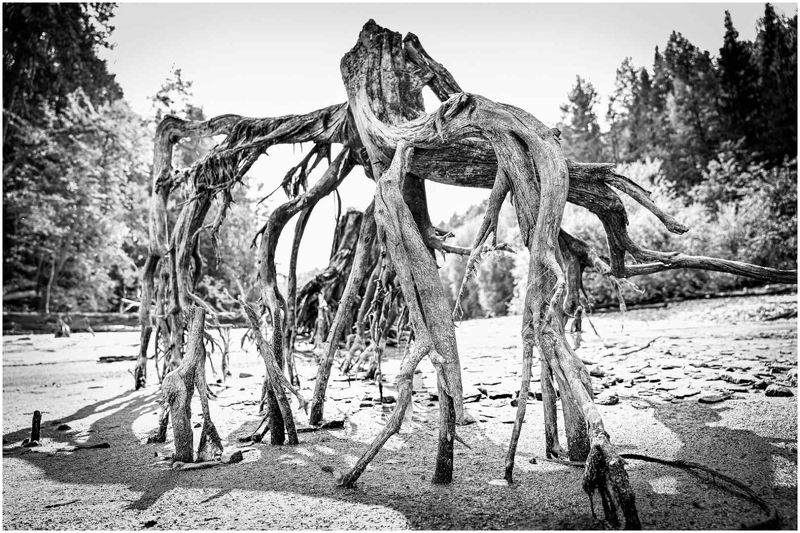 Речные монстрыphoto preview