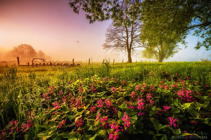 landscape, poland, light, summer, awesome, amazing, sunrise, sunset, lovely, nature, travel, countryside, flowers, insect, colors, fog, mist, mood A second in the life of an insectphoto preview