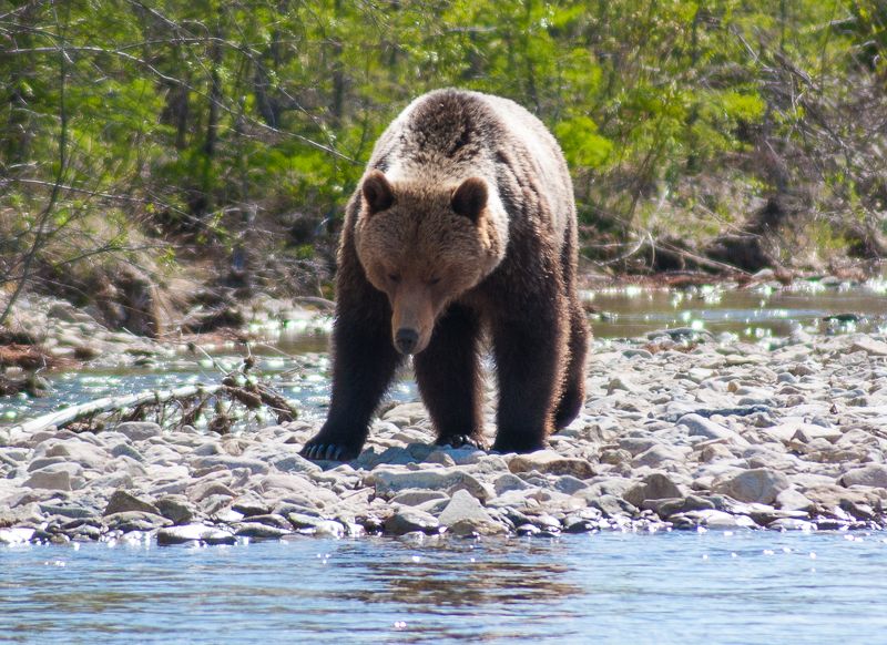 Мишколапый бродягаphoto preview