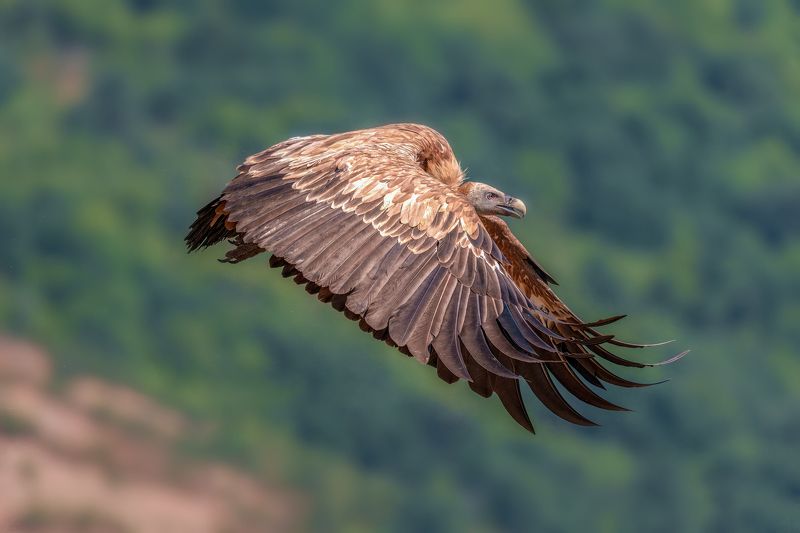 Белоглав лешояд (Gyps fulvus)...photo preview