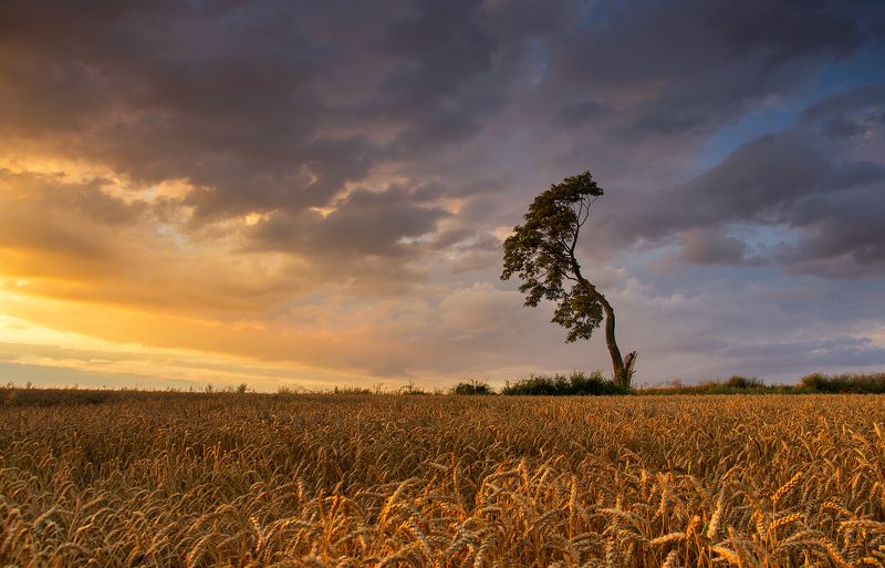 sunshine, fields, night, mist, tree, abadoned, old, clouds, red, sky Созревание хлебаphoto preview