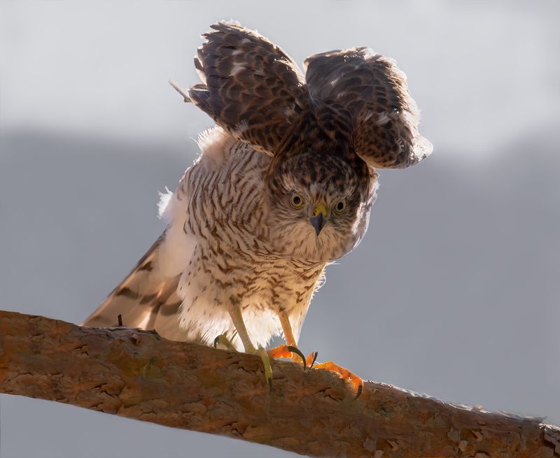 птица, ястреб, испуг, Испуг..photo preview