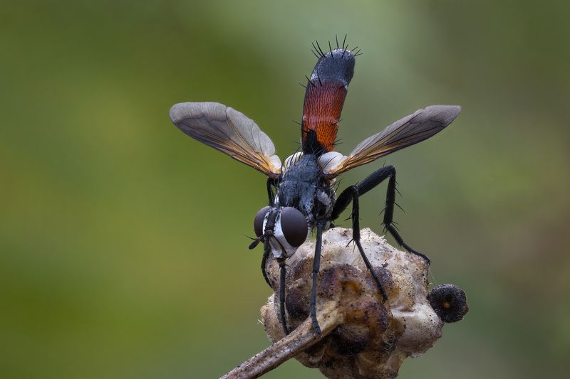 Толстоголовкаphoto preview