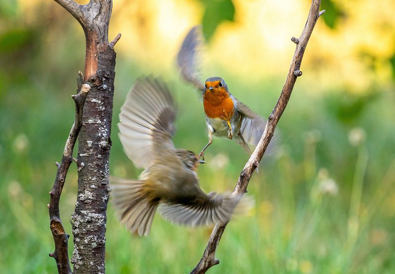 Воздушный бойphoto preview