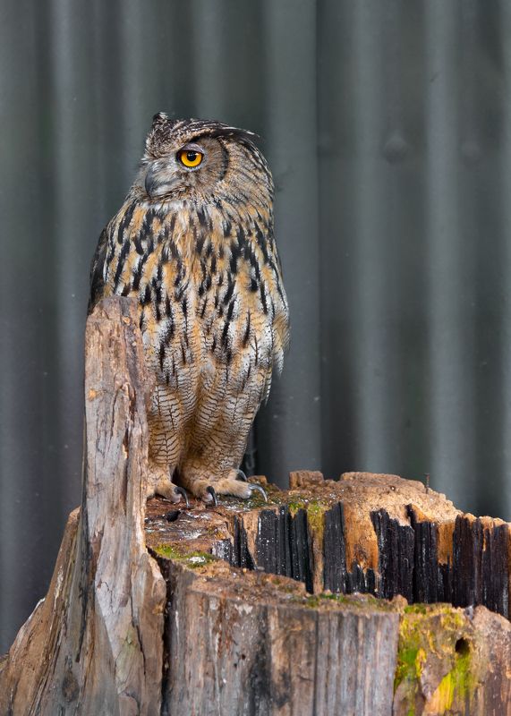 Птицы, хищники, пернатые, дикие животные Филин ушастый фото превью