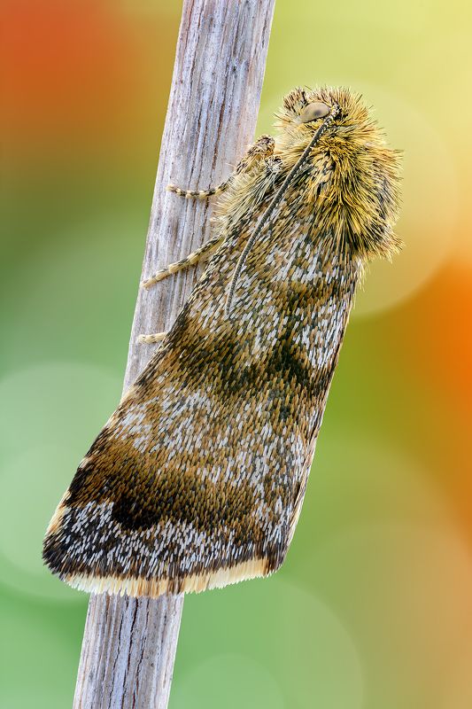 irass, waledzik, nat geo, olympus, close up, macro, extreme macro, макро Panemeria tenebrata.photo preview