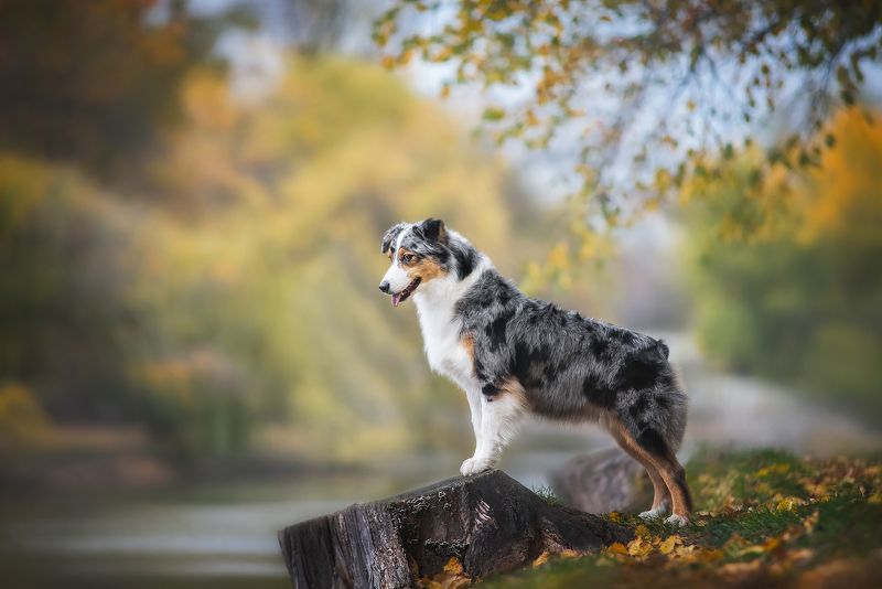 Autumn Vibesphoto preview