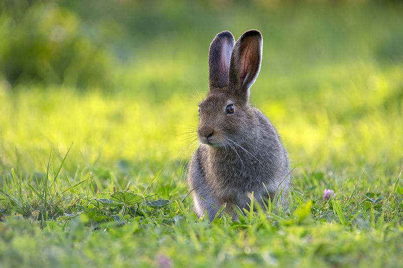 заяц Ушастый соседphoto preview