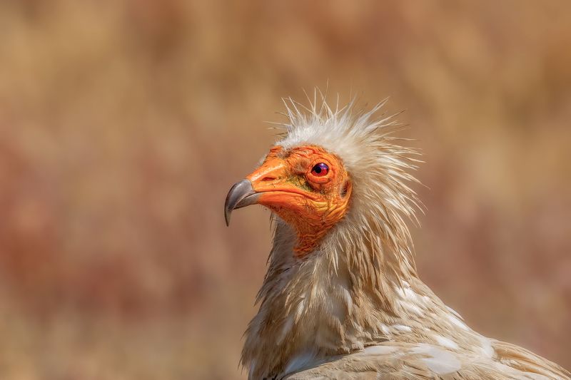 Египетски лешояд (Neophron percnopterus)...photo preview