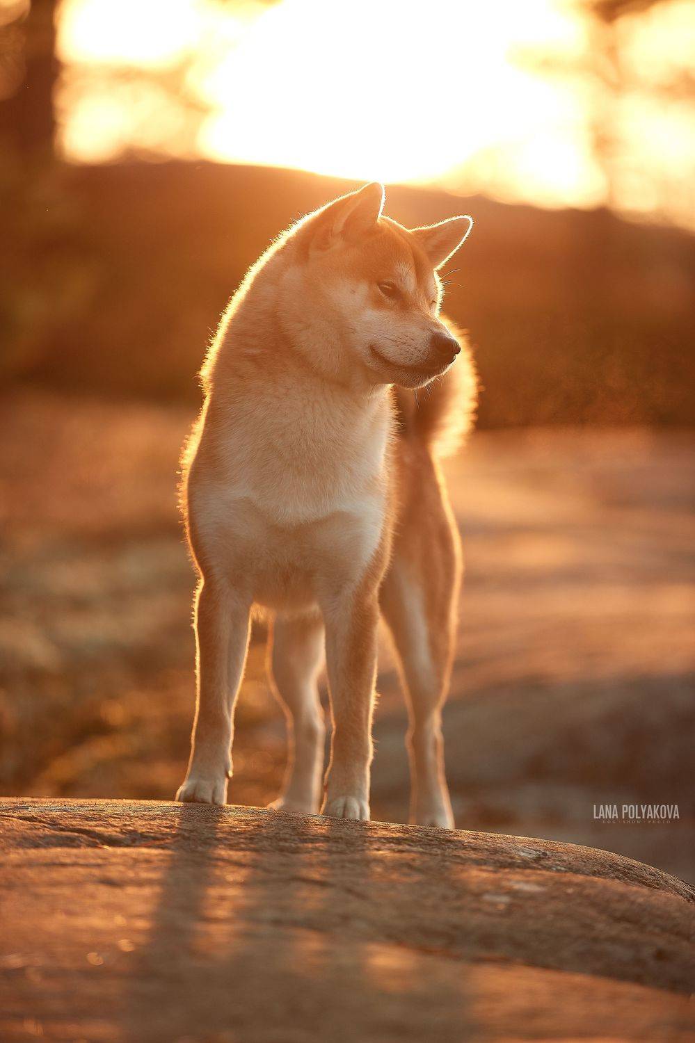 На рассвете. Автор: Лана Полякова собака, сиба, шиба, сибаину, рассвет, Карелия, Лана Полякова