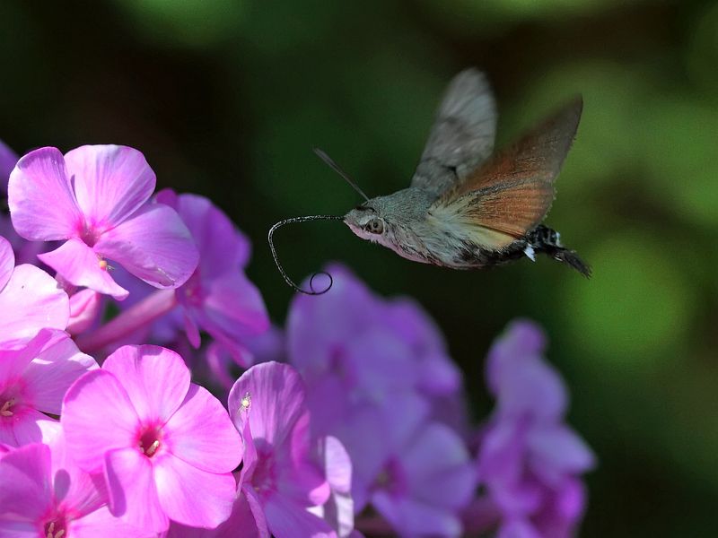Полет бражникаphoto preview