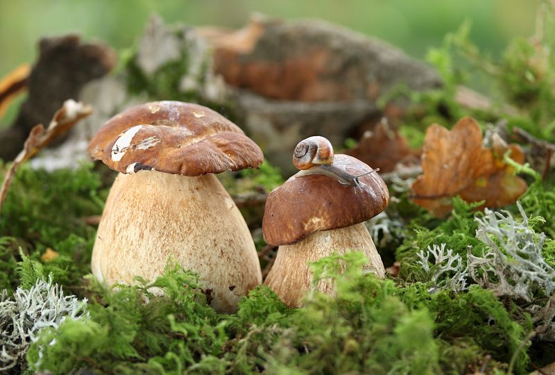 природа, грибы, белые, улитка Два толстякаphoto preview