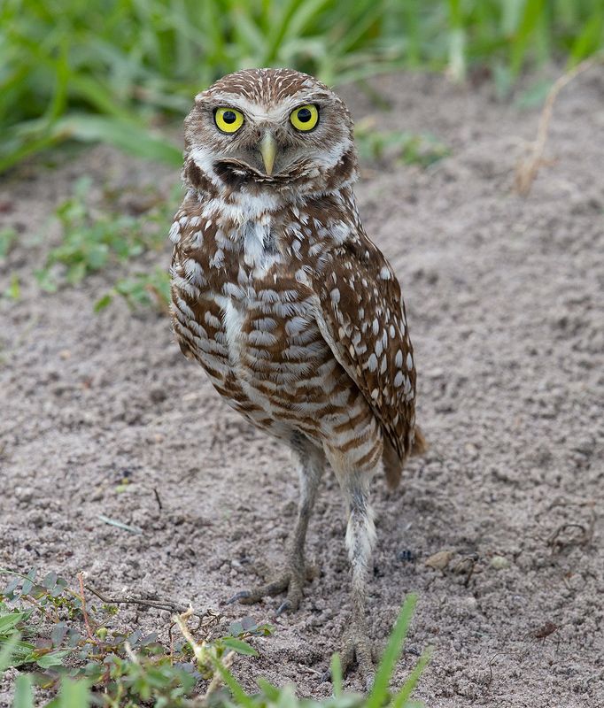 кроличий сыч, florida, burrowing owl, owl, флорида, сыч Burrowing Owl - Кроличий сычphoto preview