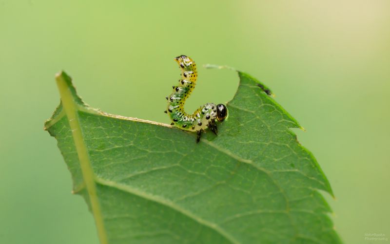 макро, природа, растения, роза, пилильщик, личинка, вредитель, macro, nature, plants, rose, sawfly, larva, pest, Вечно голодныеphoto preview