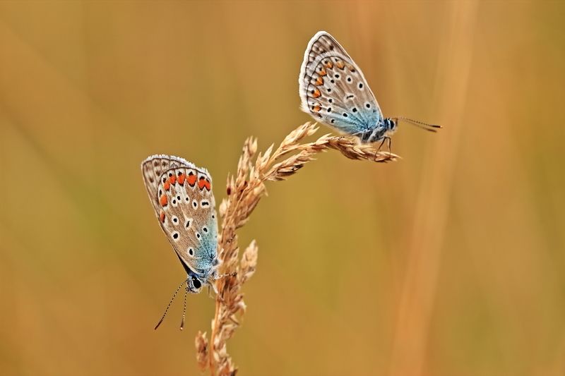 Разногласиеphoto preview