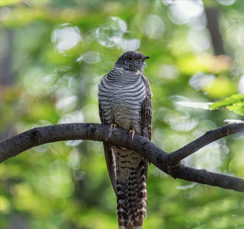птица, кукушка, самка, кукушка..photo preview