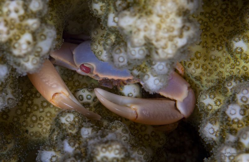 подводное фото подводный мир хургада египет жогло zhoglo красное море любопытный крабphoto preview