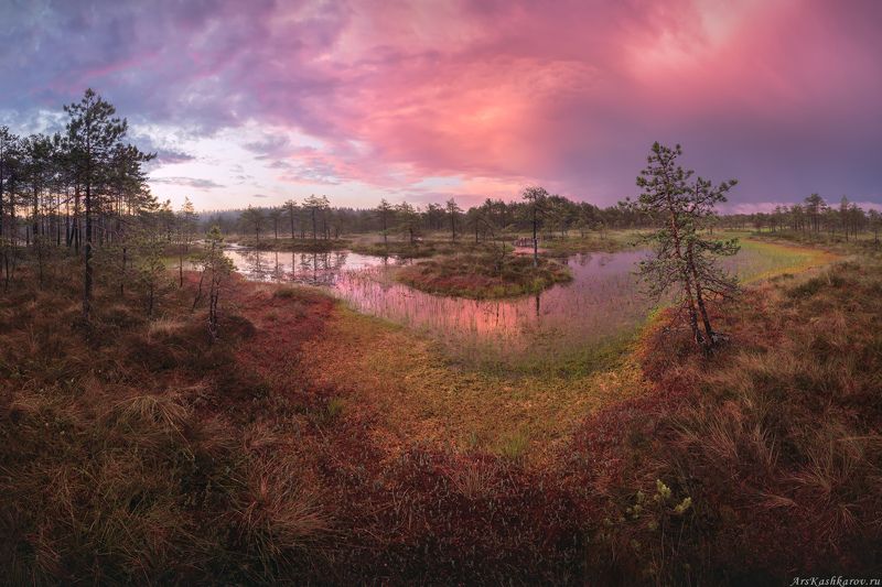 болото, болотные топи, ленобласть, ленинградская область, острова, сосны, восход \