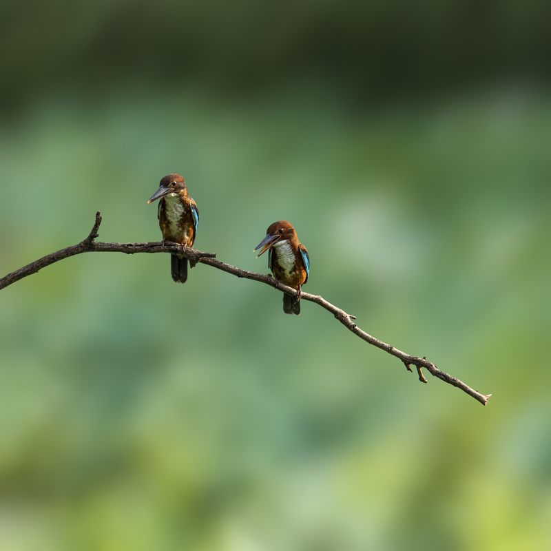 birds, animals, wildlife, kingfisher, nature, птицы, белогрудый зимородок, природа, Парочкаphoto preview