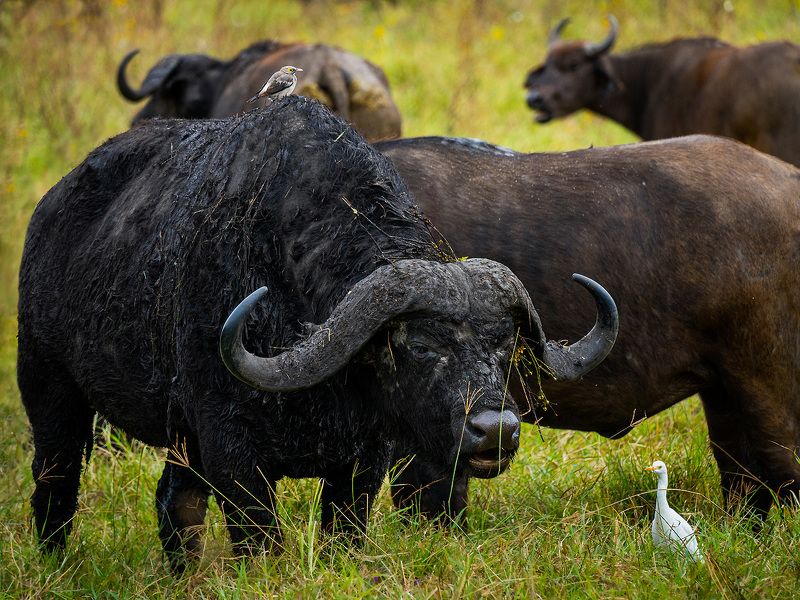 Bawół z Ngorongorophoto preview