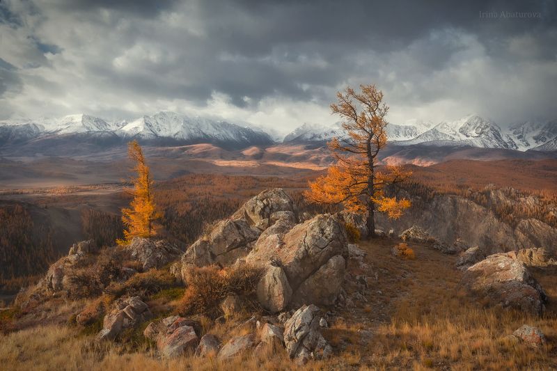 Алтай, горы, осень, золотая осень, Курай, Курайская степь,Северо-Чуйский хребет Утро в Курайской степиphoto preview