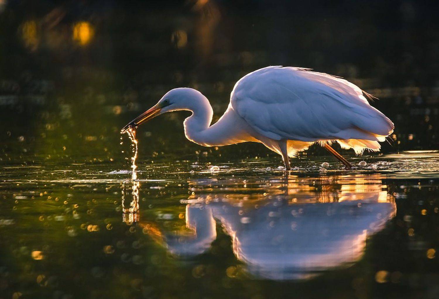 , Вячеслав Мищенко