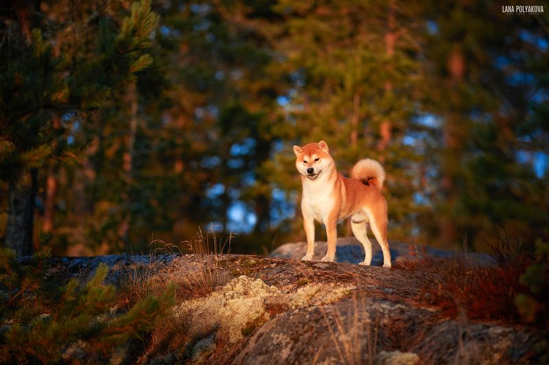 собака, сиба, шиба, сибаину, рассвет, Карелия ***photo preview