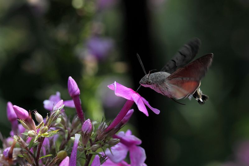 Летнее утроphoto preview