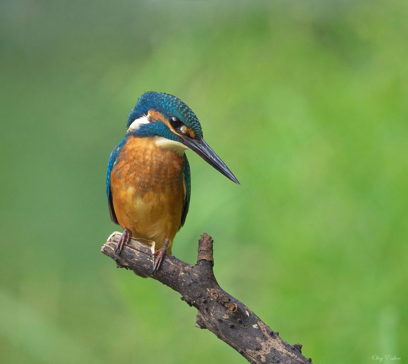 птицы зимородок слетки Про молодежьphoto preview