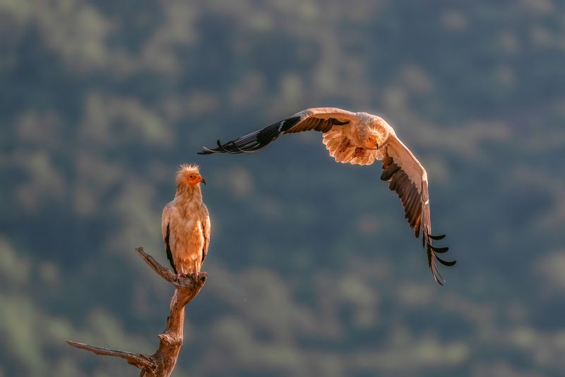 Египетски лешояди (Neophron percnopterus)...photo preview