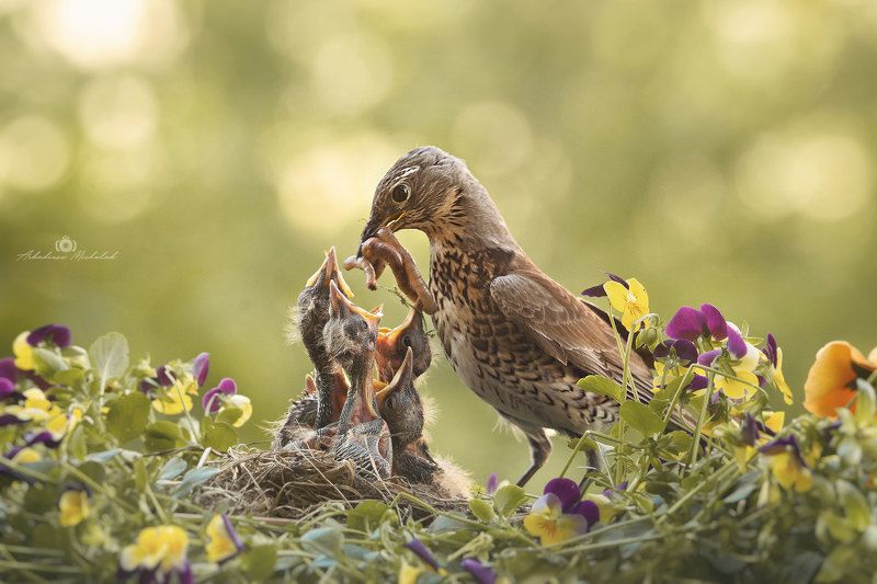 Kwiczoł (Turdus pilaris)photo preview