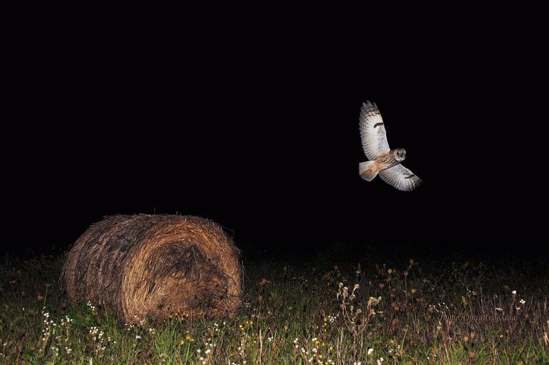 птицы, сова, серая неясыть,ночь,псковская обл, Ночная охотница!photo preview