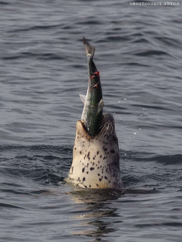 Камчатка, рыбалка, охота, фототур, нерпа, Рыбалка на Камчаткеphoto preview