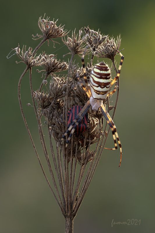 Продольный и Поперечная.Стекинг.Фуджи Экс-ти3+фуджи 80/2,8 макроphoto preview