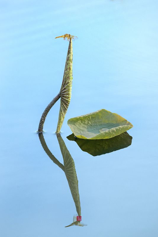 Lotus #8photo preview