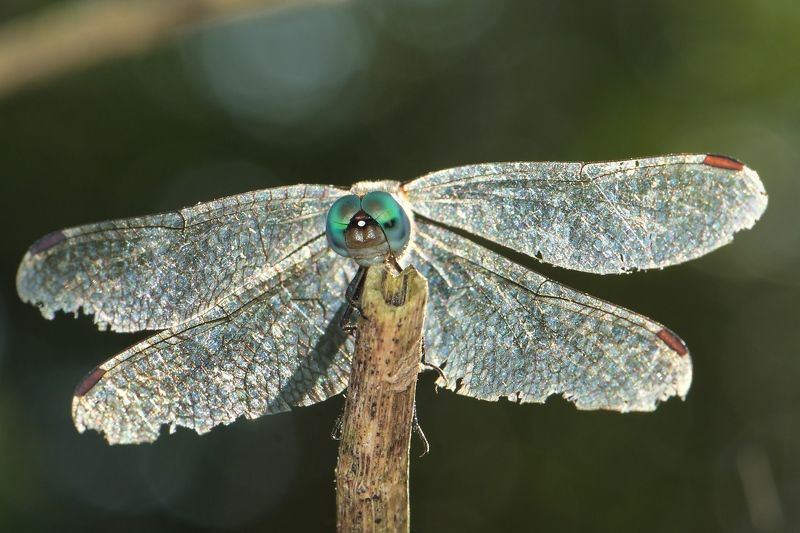 denis moura, mogi das cruzes, brasil Libelulaphoto preview