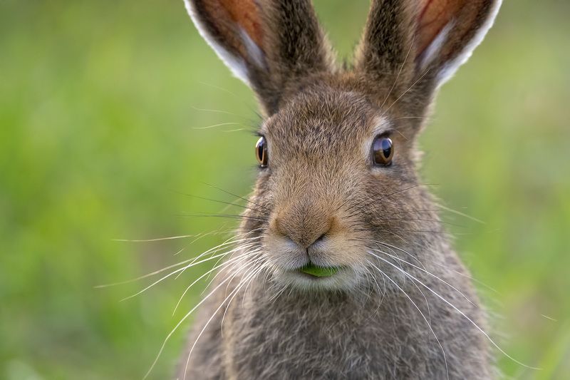 Газонокосилка ушастая - портретphoto preview