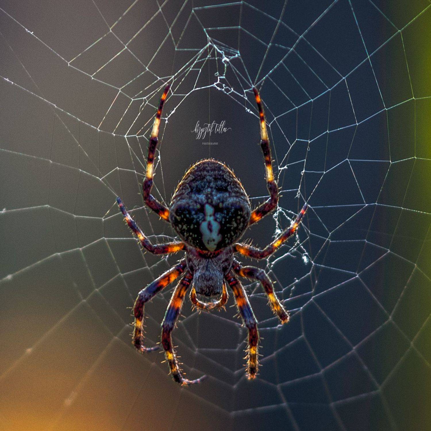 spider  macro  nature  insect  cobweb  spider web  sunrise  Photography nikon, Krzysztof Tollas