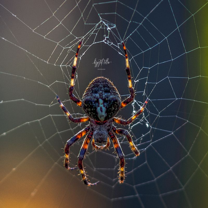 spider  macro  nature  insect  cobweb  spider web  sunrise  Photography nikon What are you screaming I made you so much fun at night when I tickled you here and there :)photo preview